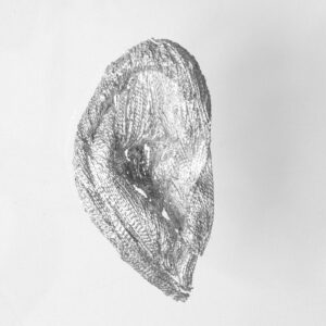 Lined anatomical filigree ear piece